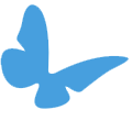 butterfly butterfly