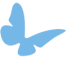 butterfly butterfly